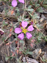Fagonia chilensis
