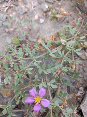 Fagonia chilensis