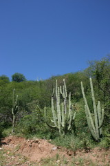 Stenocereus thurberi