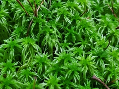 Sphagnum girgensohnii