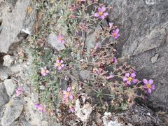 Fagonia chilensis