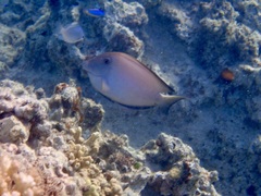 Ctenochaetus striatus