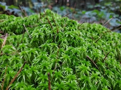 Sphagnum girgensohnii