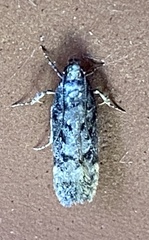 Gelechioidea