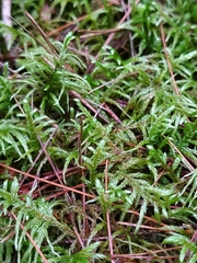 Pleurozium schreberi