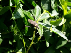 Phthiacnemia picta