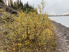 Salix glauca
