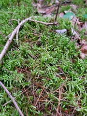 Pleurozium schreberi