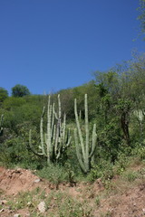 Stenocereus thurberi