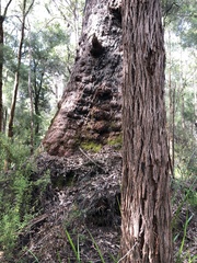 Eucalyptus jacksonii