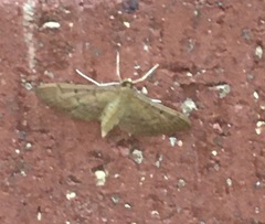 Herpetogramma bipunctalis