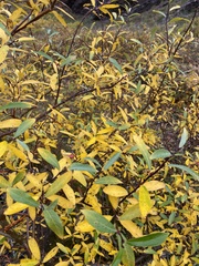 Salix glauca