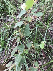 Lasiopetalum floribundum