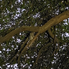 Megascops kennicottii