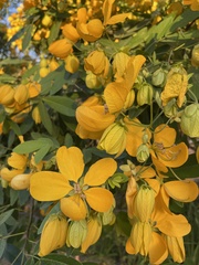 Cassia leptophylla