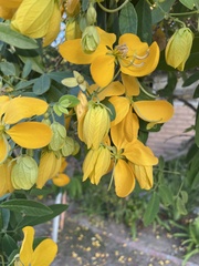 Cassia leptophylla