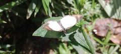 Papilionoidea