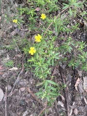 Hibbertia furfuracea