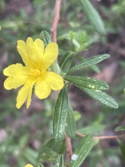 Hibbertia furfuracea