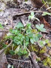 Xanthosia tasmanica