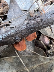 Anthracophyllum archeri