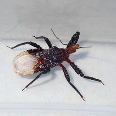 Stalireduvius nodipes