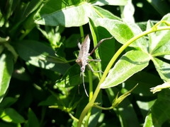 Phthiacnemia picta