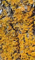 Xanthomendoza fallax