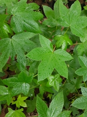 Cochlospermum religiosum