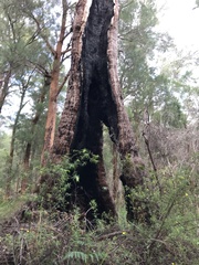 Eucalyptus jacksonii