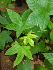 Cochlospermum religiosum