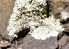 Xanthoparmelia cumberlandia