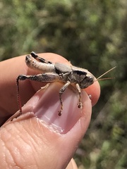 Melanoplus ouachita
