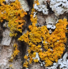 Xanthomendoza fallax