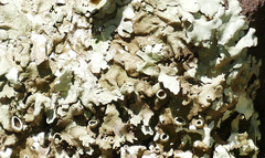 Xanthoparmelia cumberlandia