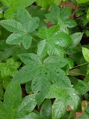 Cochlospermum religiosum