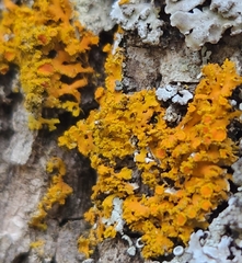 Xanthomendoza fallax