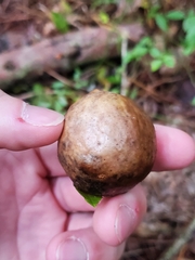 Amphibolips quercusinanis