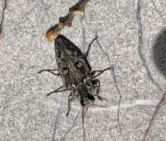 Chrysobothris costifrons