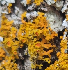 Xanthomendoza fallax