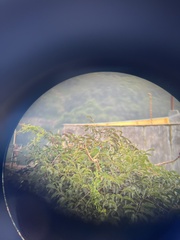 Psilopogon asiaticus