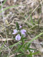 Rostellularia adscendens