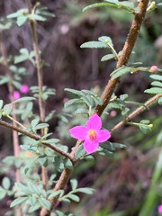 Boronia gracilipes