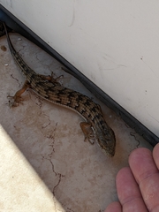 Elgaria multicarinata multicarinata