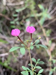 Boronia gracilipes