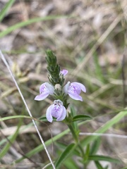 Rostellularia adscendens