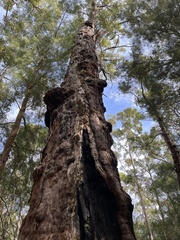 Eucalyptus jacksonii
