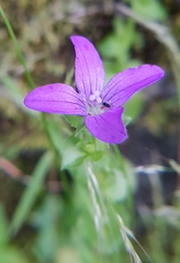 Triodanis