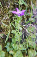 Triodanis