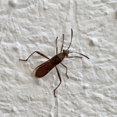 Burtinus notatipennis